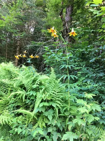 571 West Hill Road Montgomery VT 05471