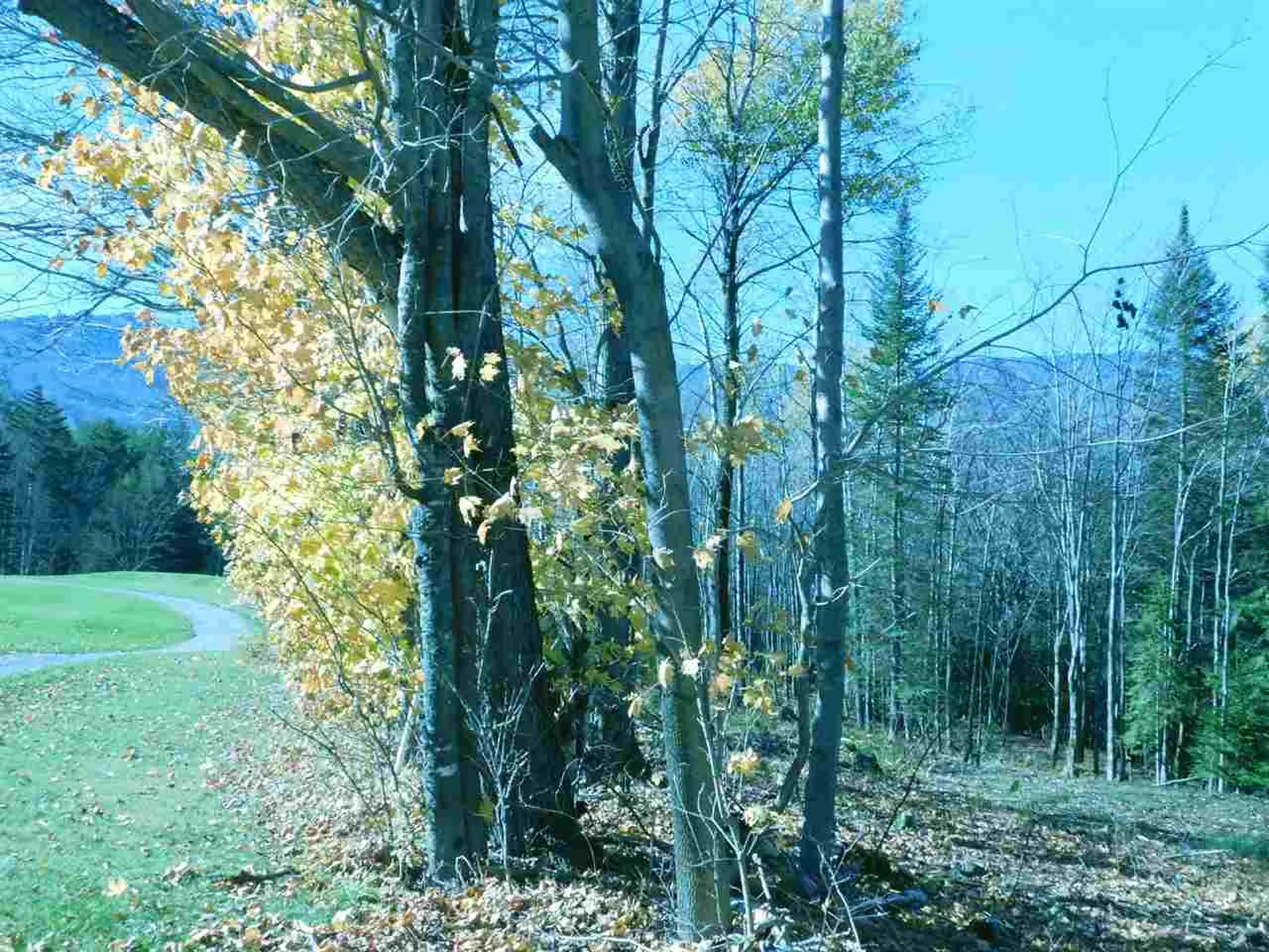 50 Norwegian Lane Warren VT 05674