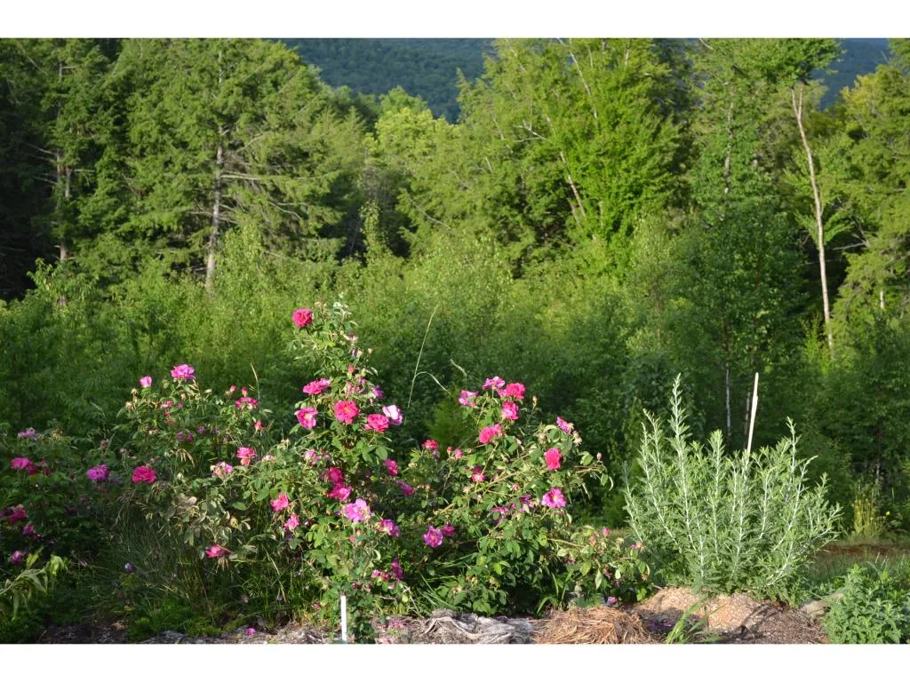 529 Brownsville Road Moretown VT 05676