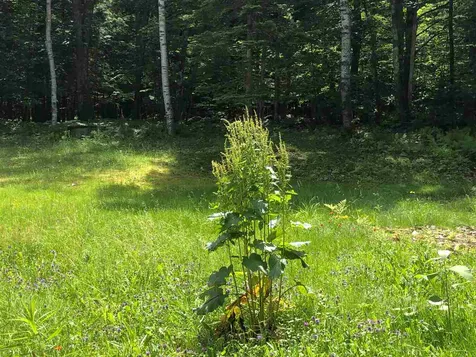 85 Bradford Road Sunapee NH 03782