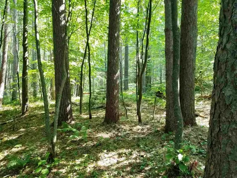 0 Island Brighton VT 05846