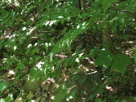 00 Brenner Drive Conway NH 03818