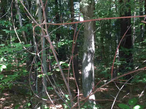 00 Brenner Drive Conway NH 03818