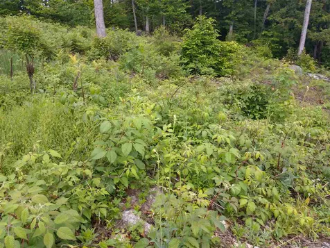 72 Blueberry Hill Road Deering NH 03244