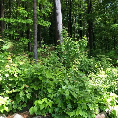 42 Chandler Street Boscawen NH 03303