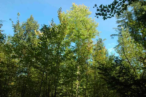 86 South Ridge Road Bradford NH 03221
