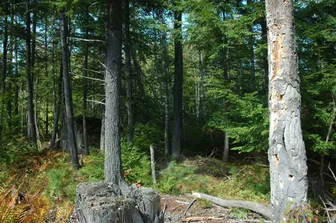 86 South Ridge Road Bradford NH 03221
