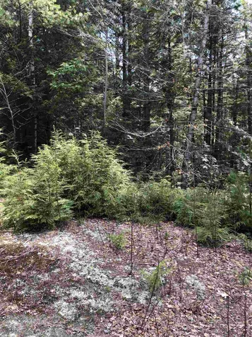 86 South Ridge Road Bradford NH 03221