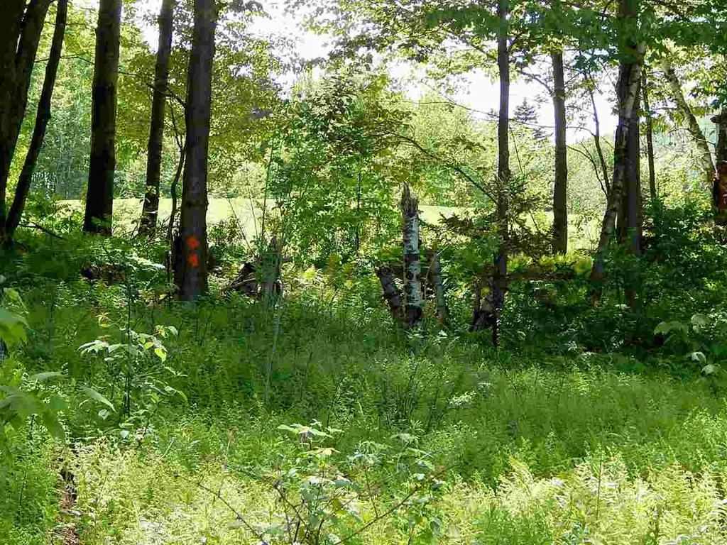51 Norwegian Lane Road Warren VT 05674