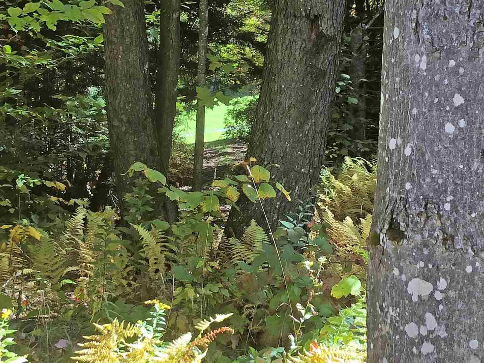 51 Norwegian Lane Road Warren VT 05674