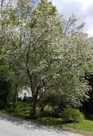 1 Reed Street Hudson NH 03051