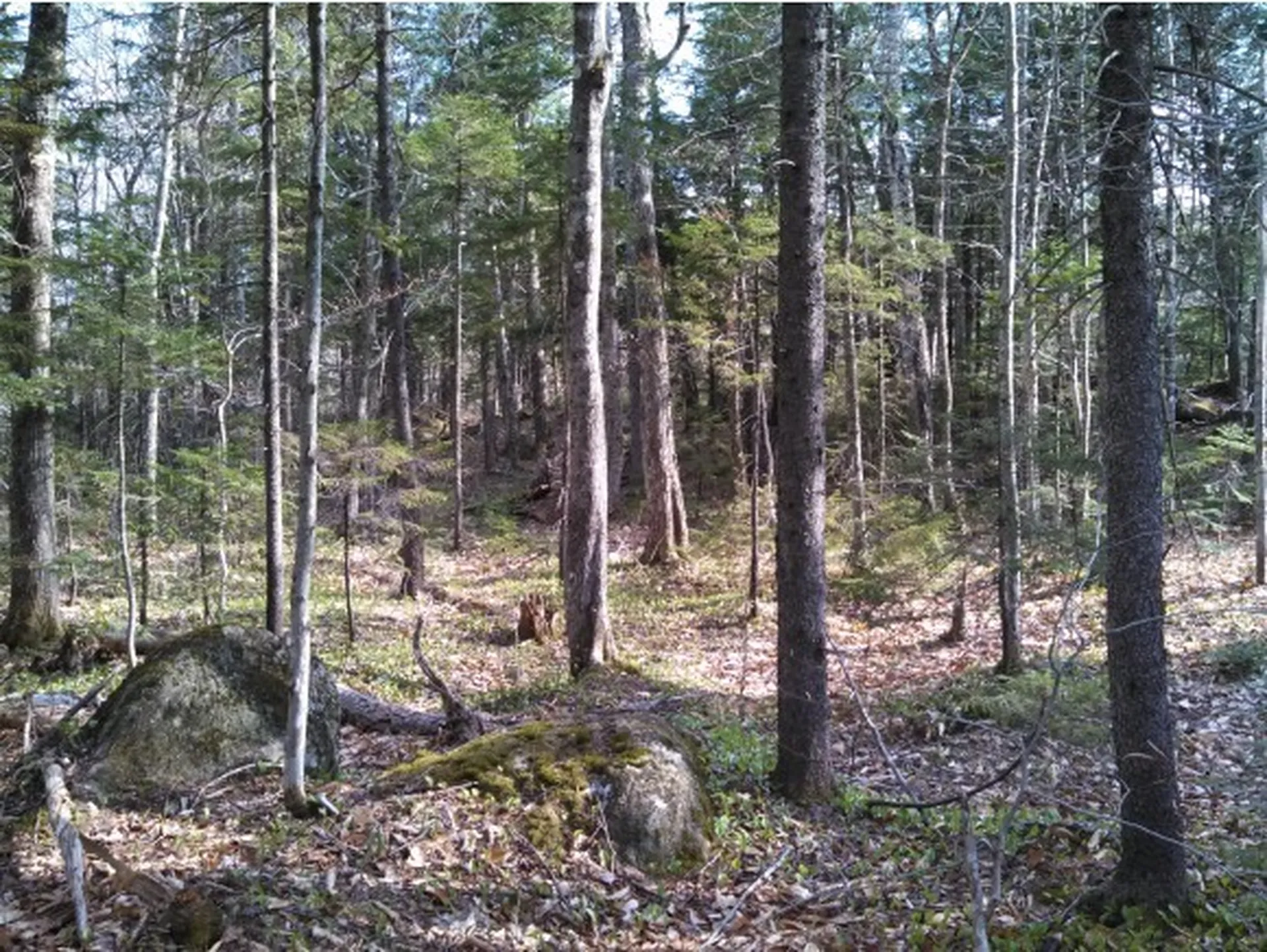 1 Whipple Drive Jackson NH 03846