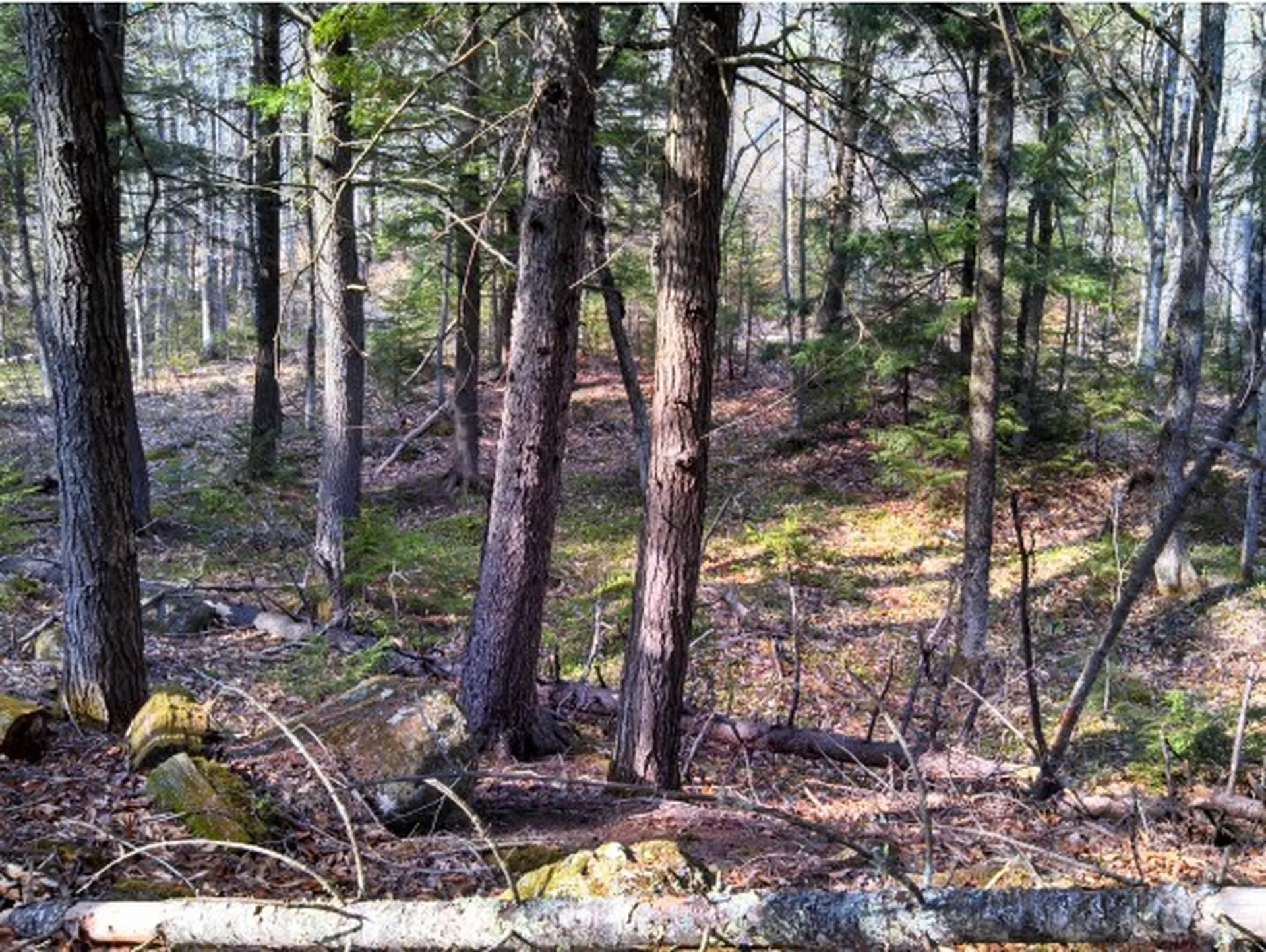1 Whipple Drive Jackson NH 03846