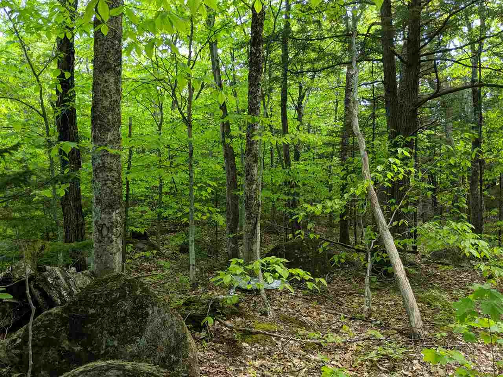 1 Whipple Drive Jackson NH 03846