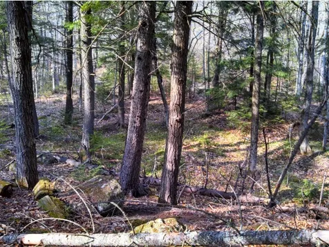 1 Whipple Drive Jackson NH 03846