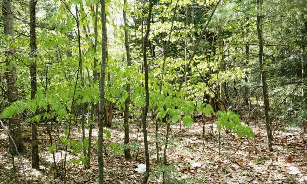 Lot 9-33-1 Page Hill Road New Ipswich NH 03071