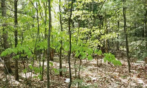 Lot 9-33-1 Page Hill Road New Ipswich NH 03071