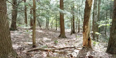 Lot 9-33-1 Page Hill Road New Ipswich NH 03071