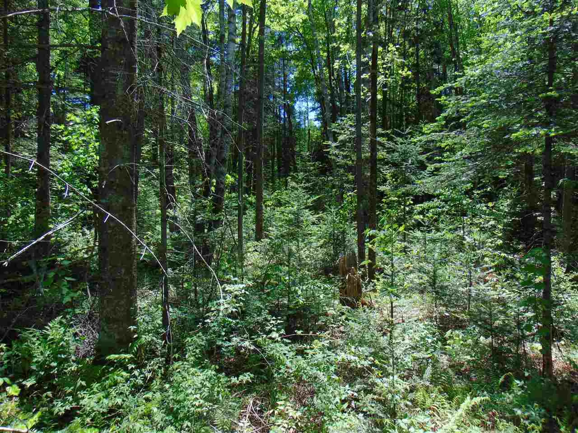 Lot 1 U.s. Route 2 Concord VT 05824-0317