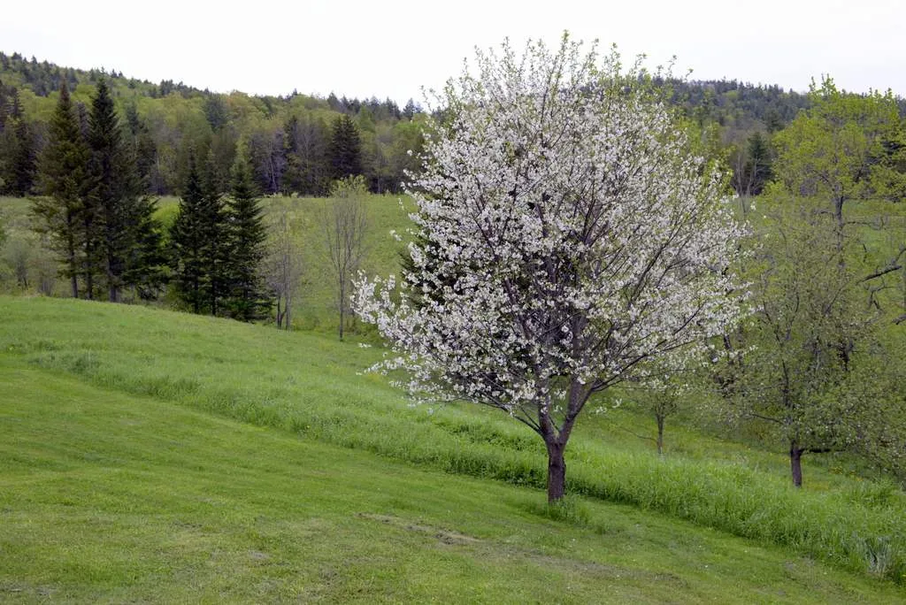 3669 E Hill Road Plainfield VT 05667