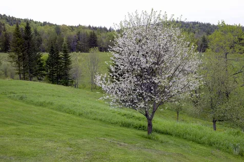 3669 E Hill Road Plainfield VT 05667