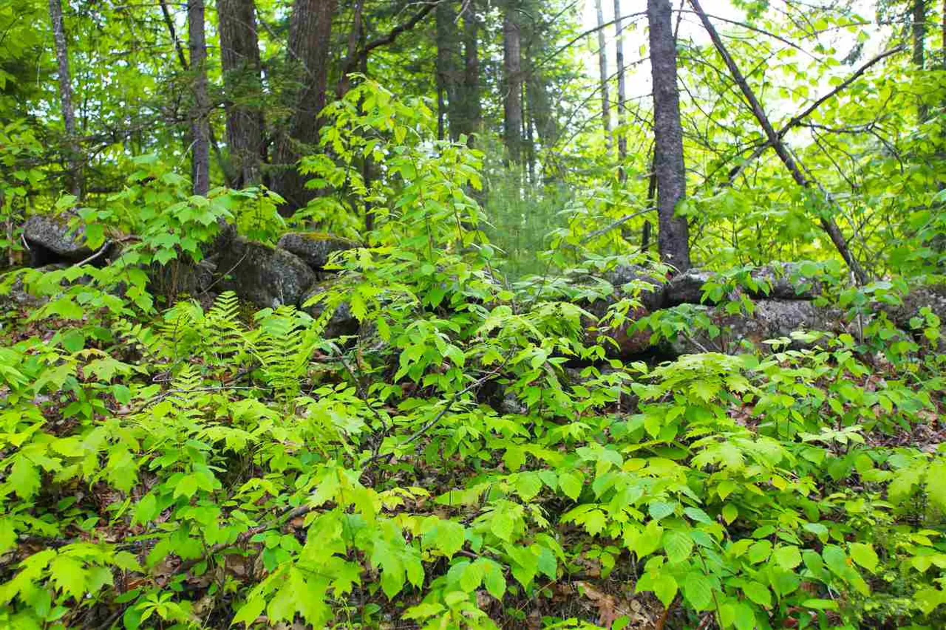 119 Henderson Road Nelson NH 03457