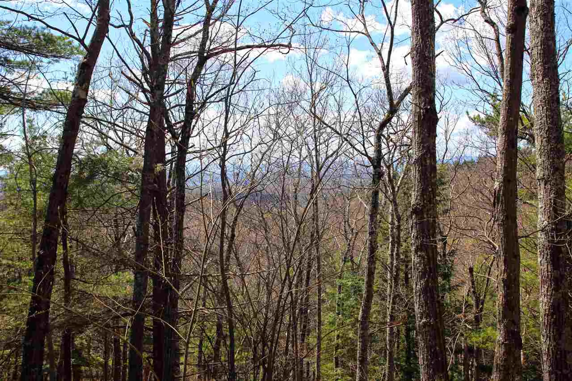 1631 Saw Mill Hill Road Wells VT 05774