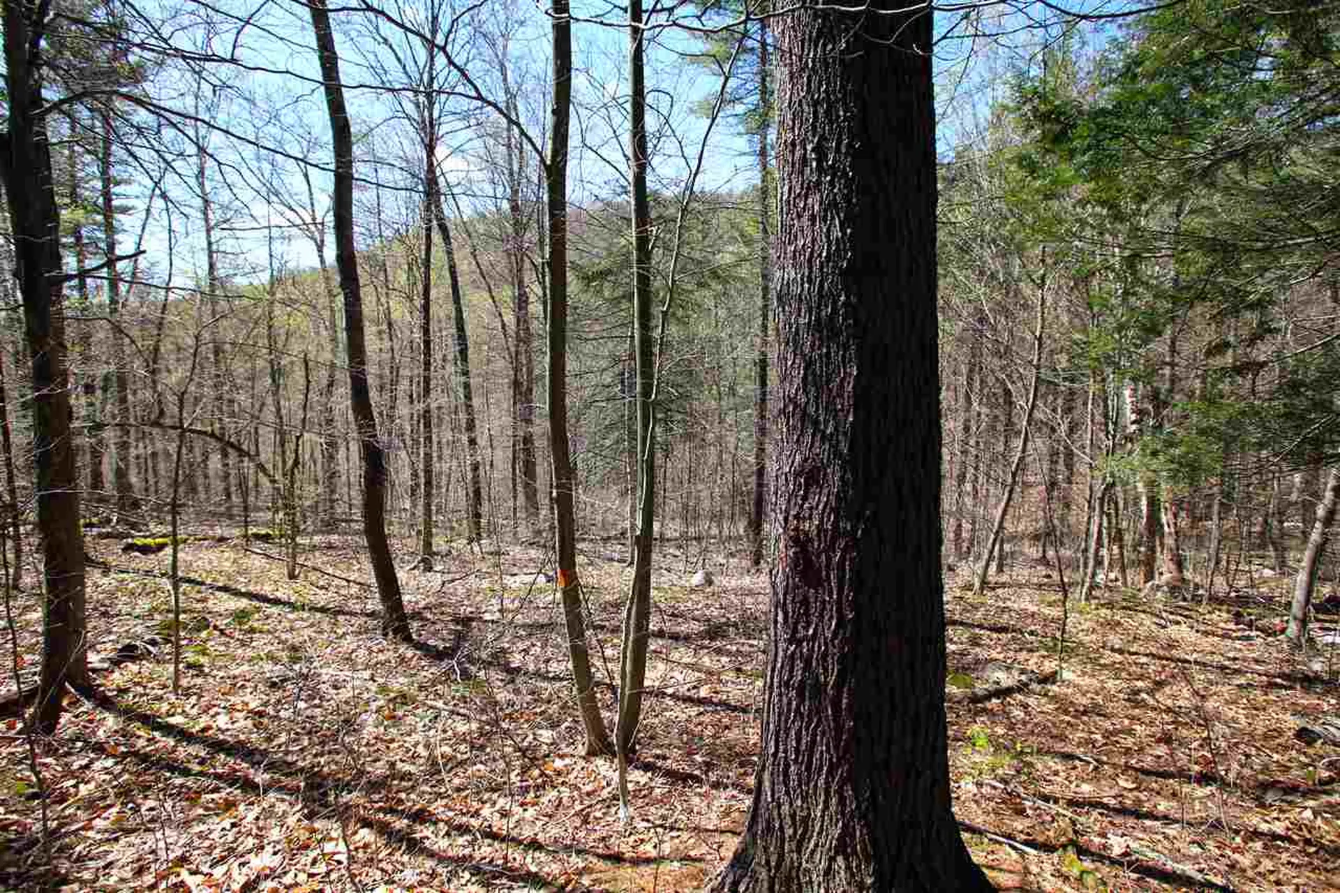 1631 Saw Mill Hill Road Wells VT 05774