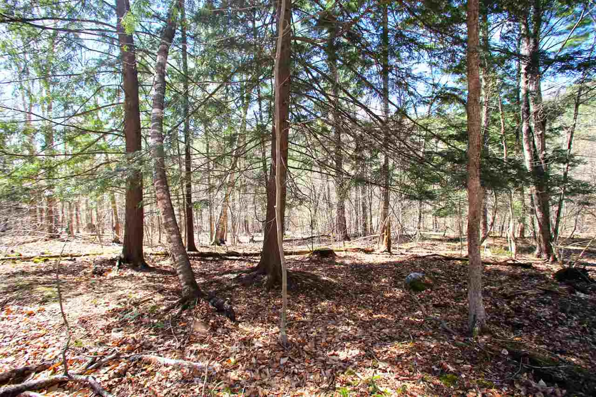 1631 Saw Mill Hill Road Wells VT 05774