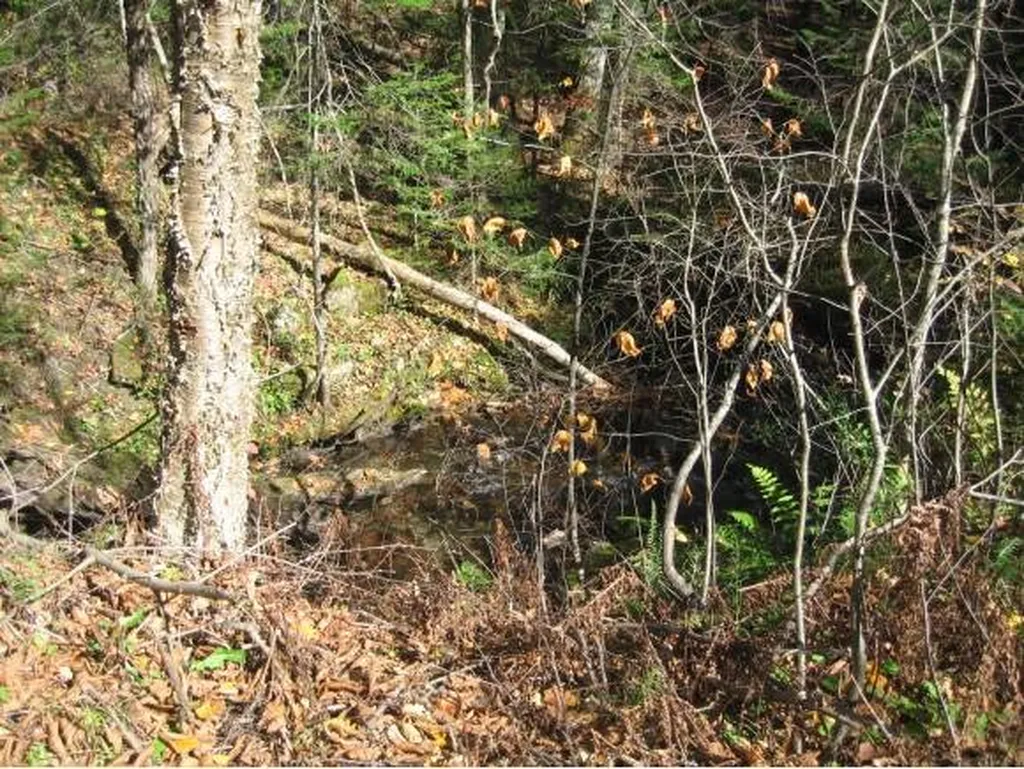 00 Fish Pond Road Orange VT 05086