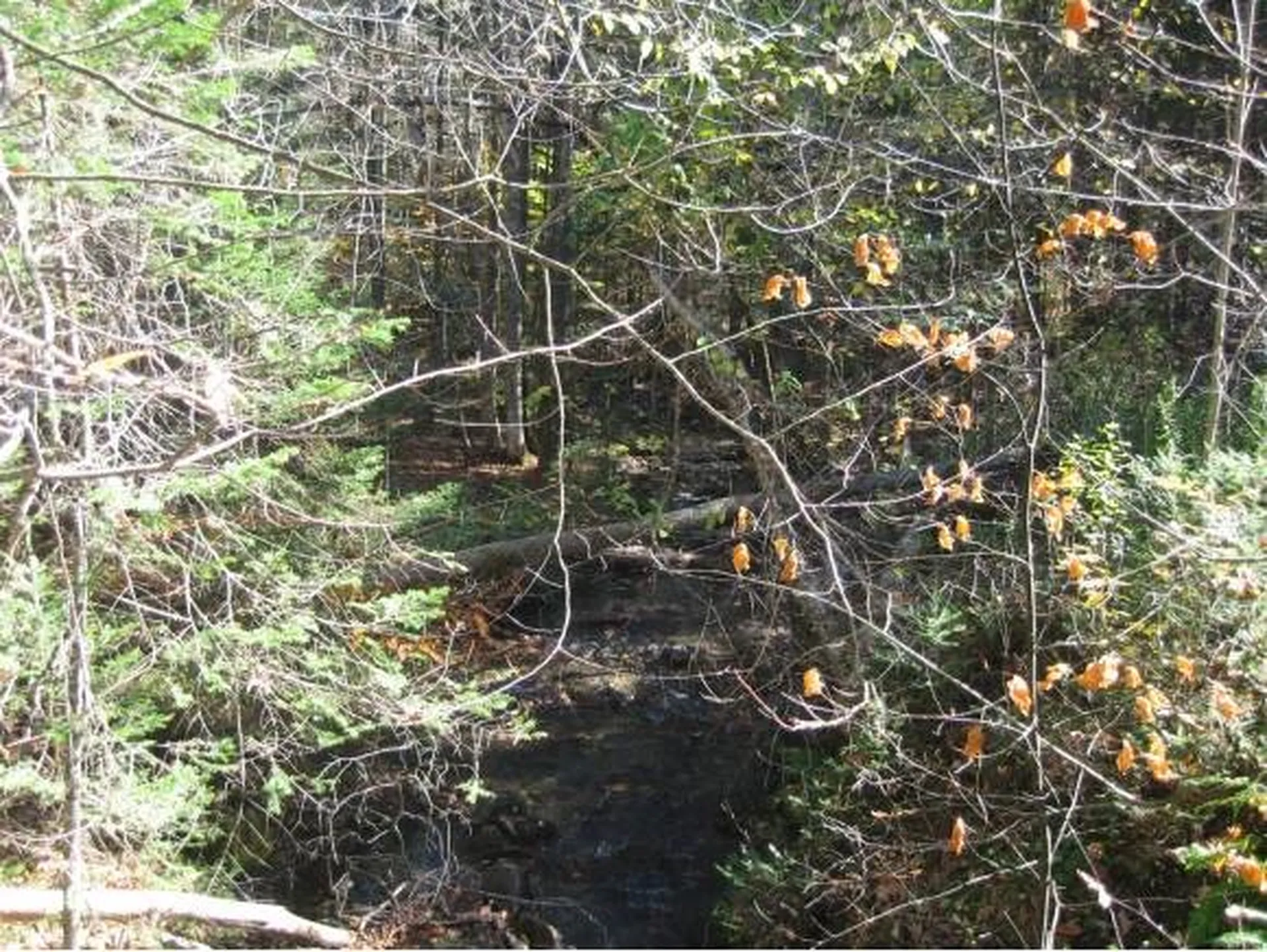 00 Fish Pond Road Orange VT 05086