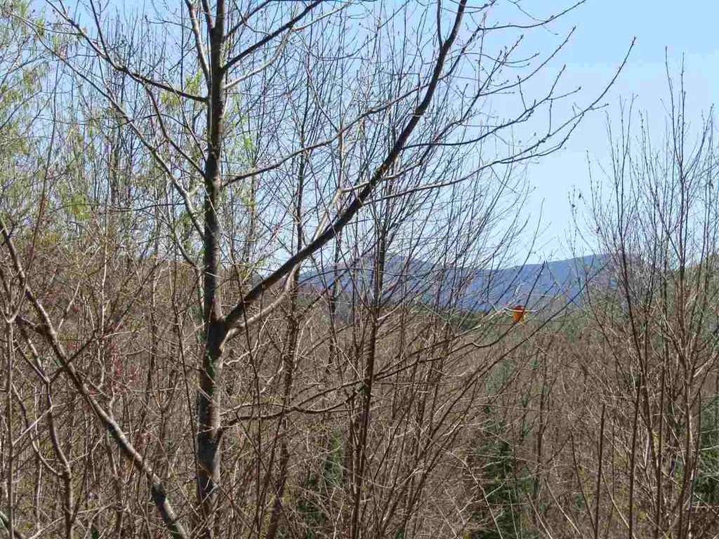 00 Bradley Hill Road Benton NH 03740