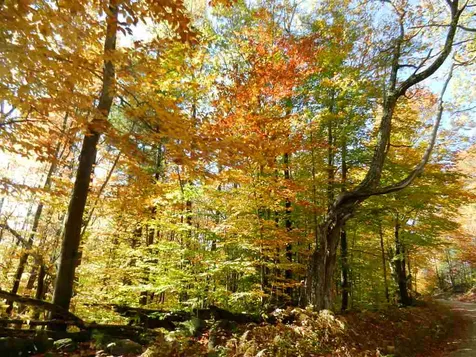 60 Sawyer Lake Road Gilmanton NH 03237