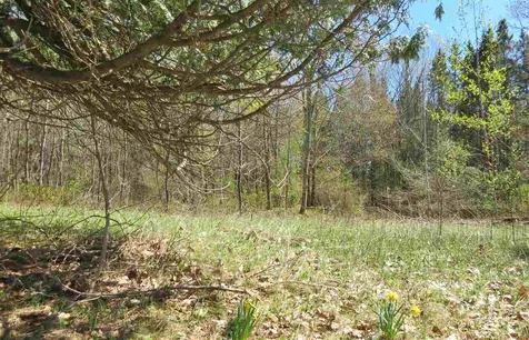 0 Tarbell Hill Road Cavendish VT 05142