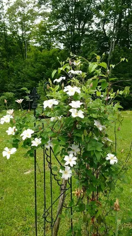 1438 Lovers Lane Road Chester VT 05143