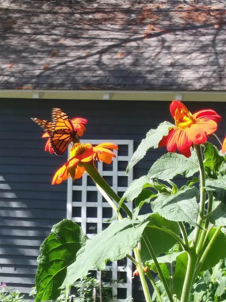 24 Spring Lake Road Shrewsbury VT 05738