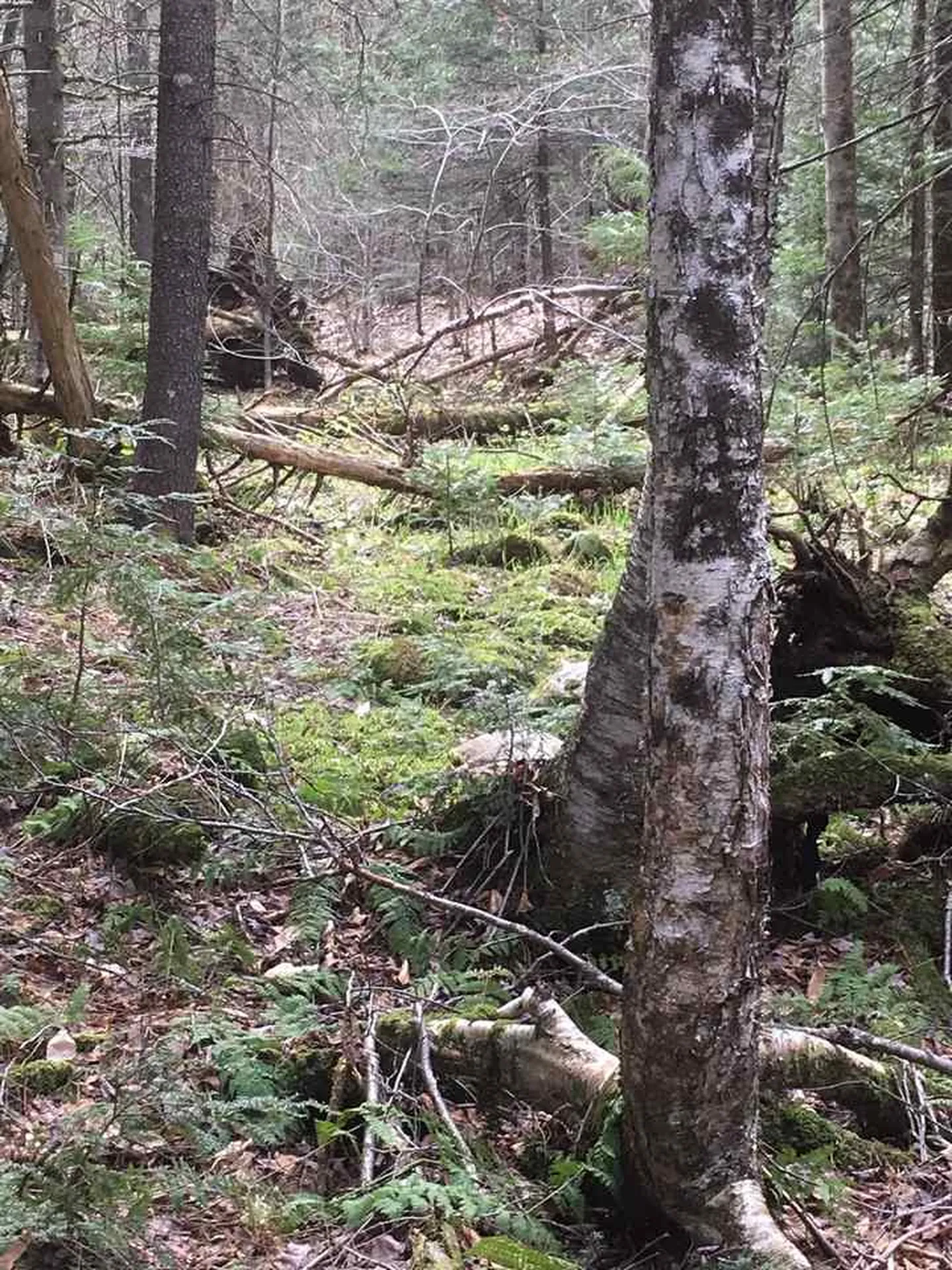Route 30 S/s Road Winhall VT 05340