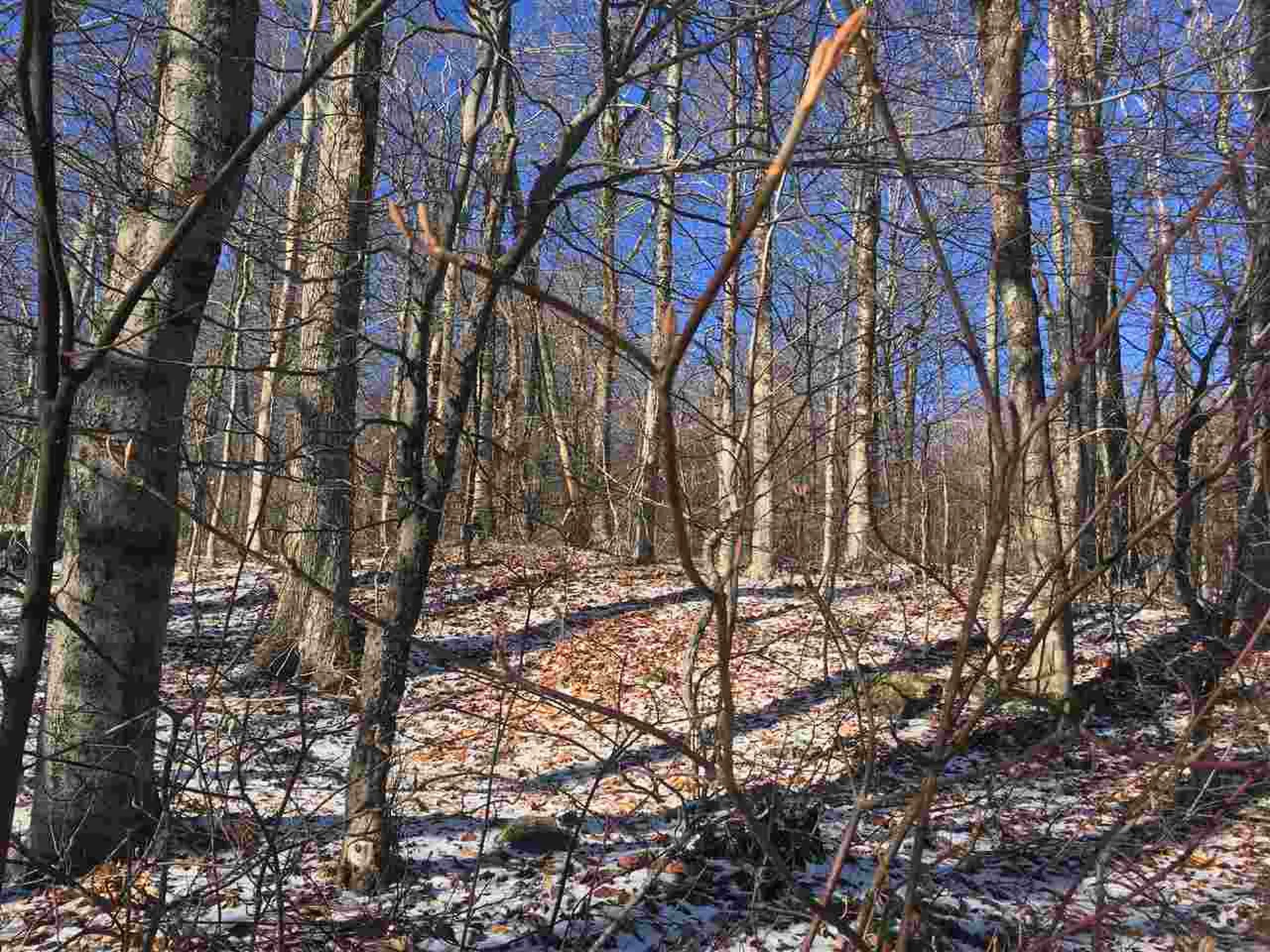 Scattered Timber Road Wilmington VT 05363