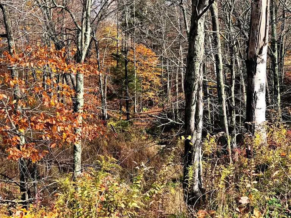 406 Shepard Hill Road Warren VT 05674