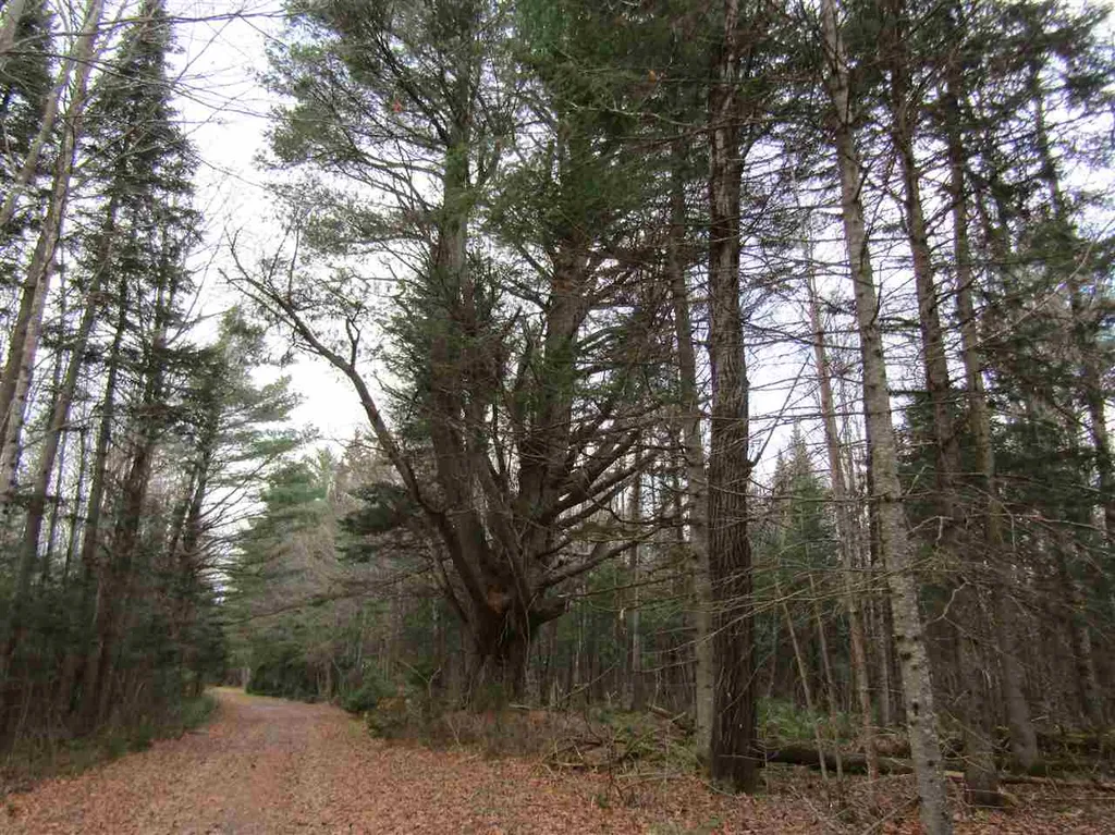 31-1 Moose Trail Road Clarksville NH 03592