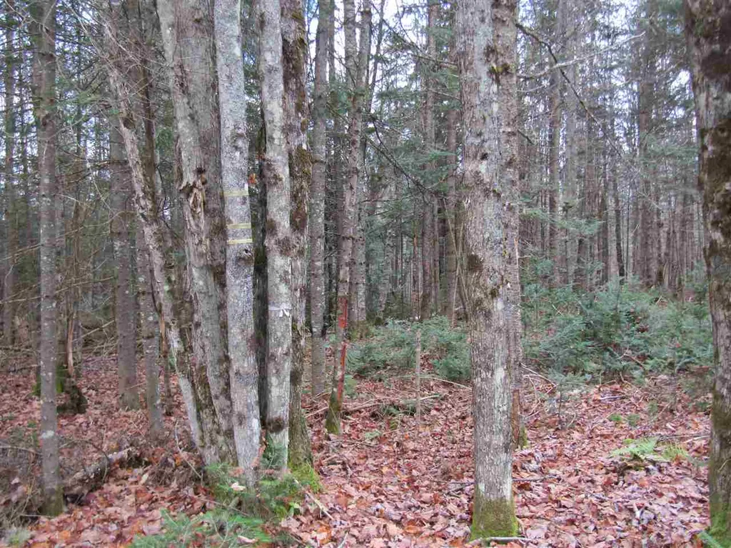31-1 Moose Trail Road Clarksville NH 03592