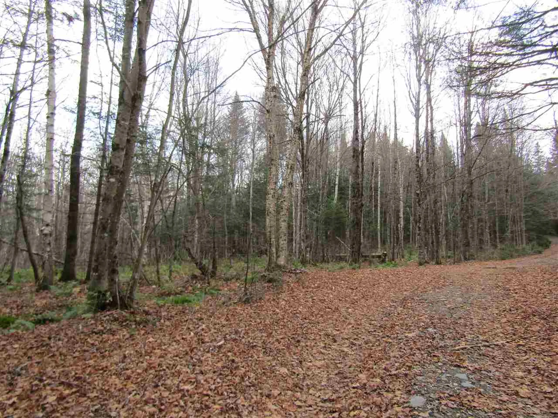 31-1 Moose Trail Road Clarksville NH 03592