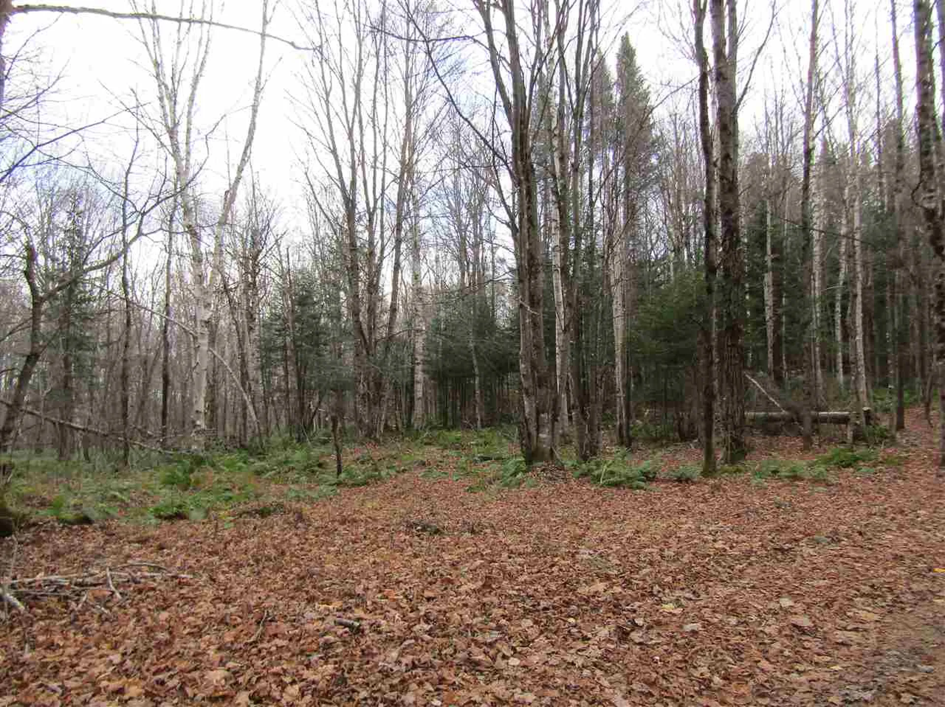 31-1 Moose Trail Road Clarksville NH 03592