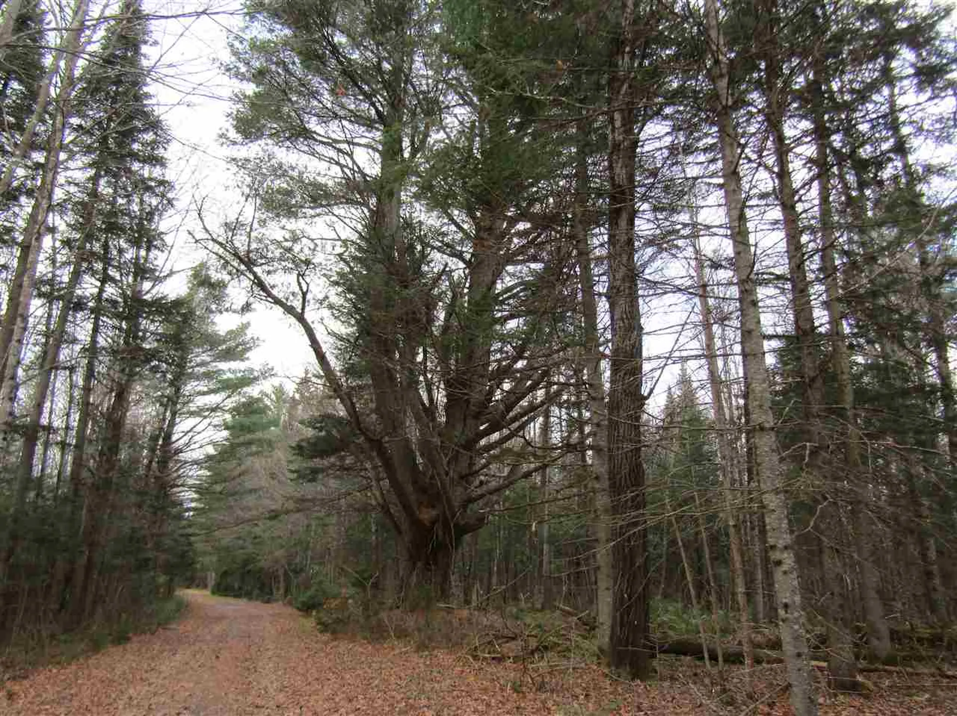 31-1 Moose Trail Road Clarksville NH 03592