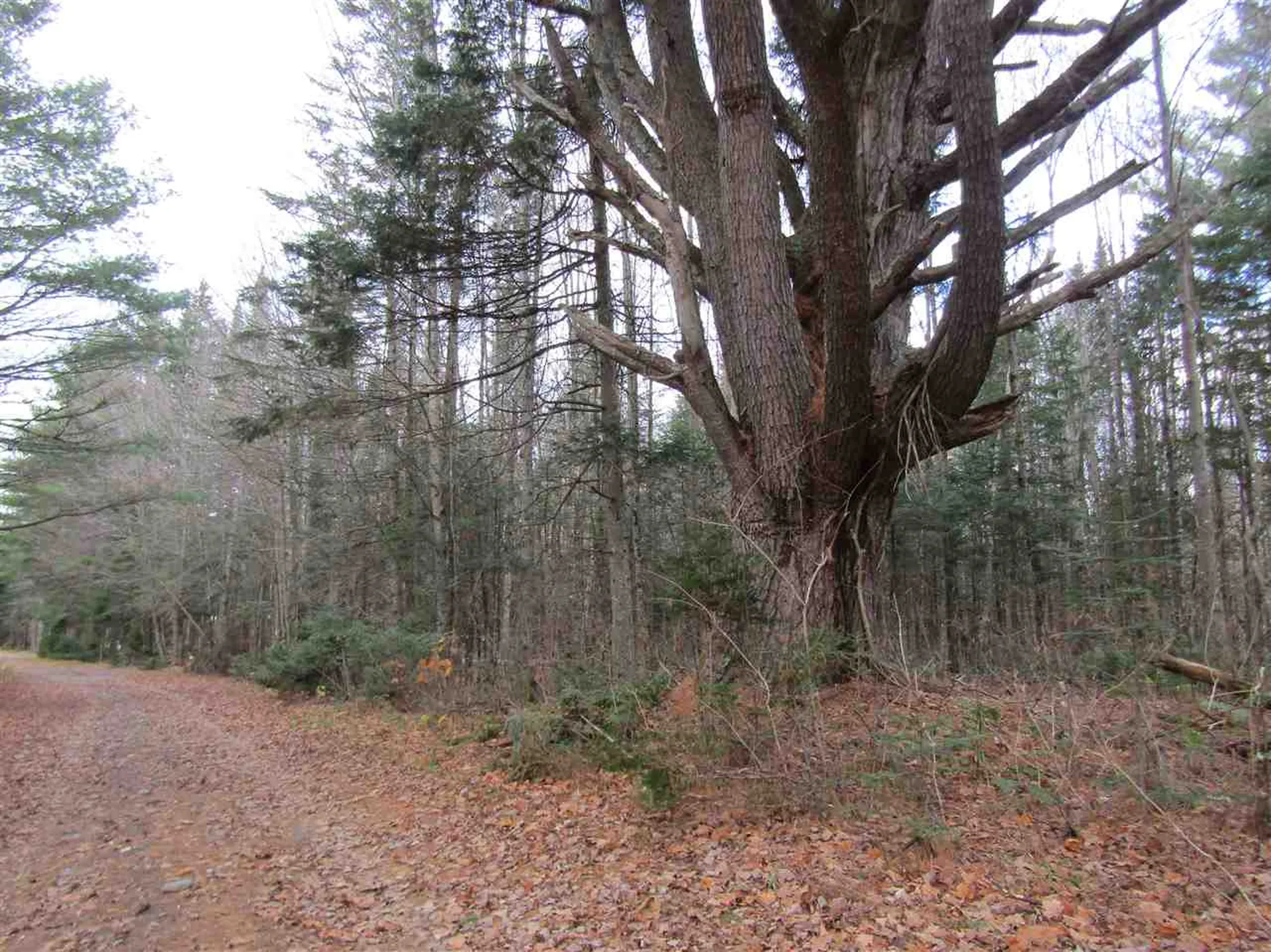 31-1 Moose Trail Road Clarksville NH 03592