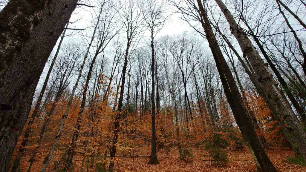 0 Taylor Road Roxbury VT 05663