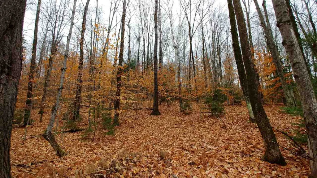 0 Taylor Road Roxbury VT 05663