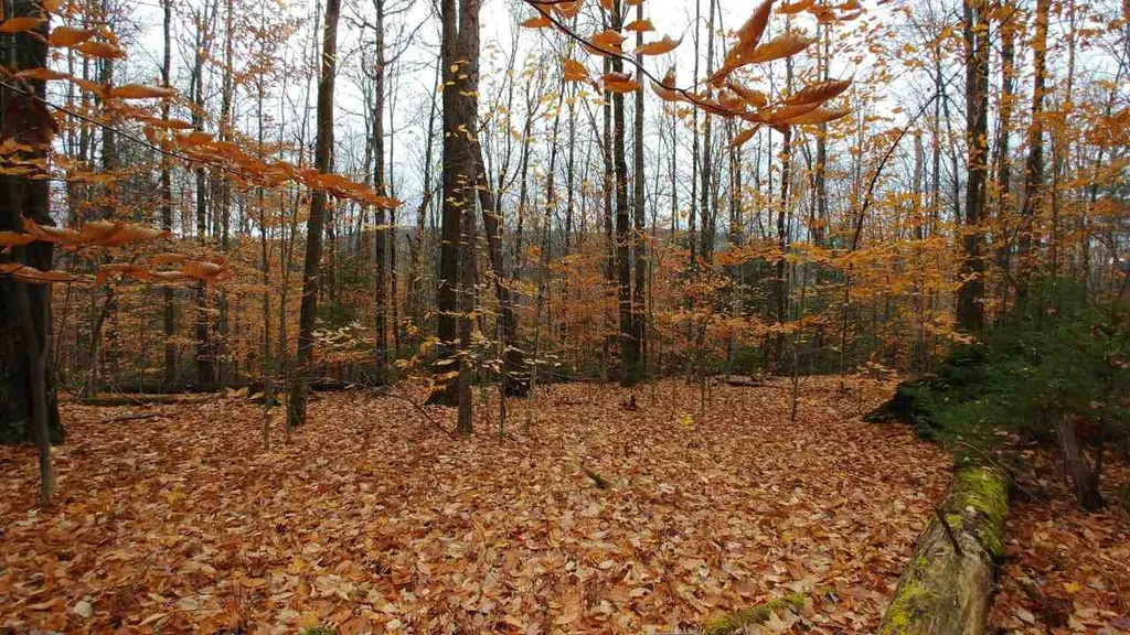 0 Taylor Road Roxbury VT 05663