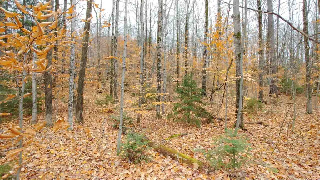 0 Taylor Road Roxbury VT 05663