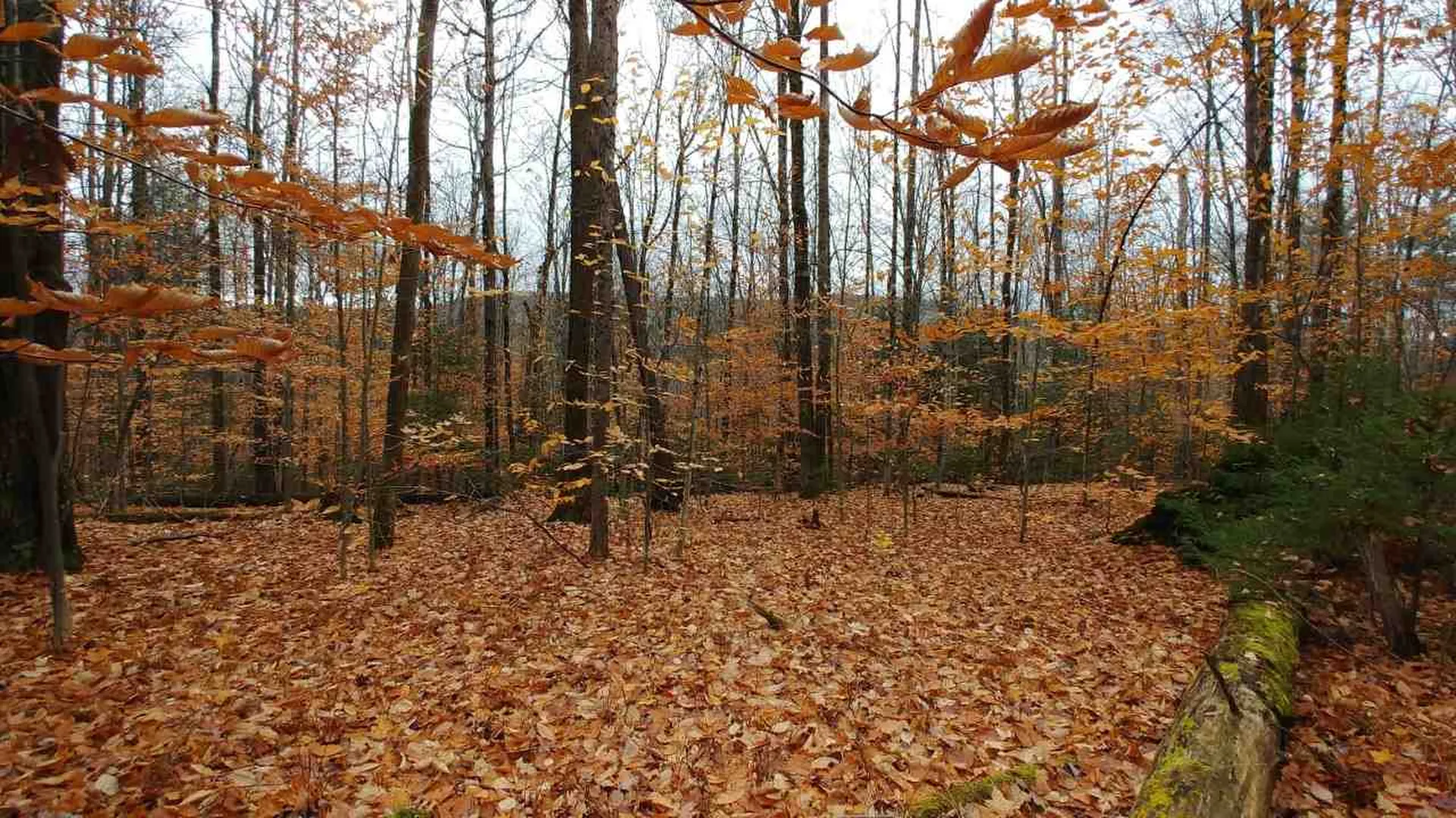 0 Taylor Road Roxbury VT 05663